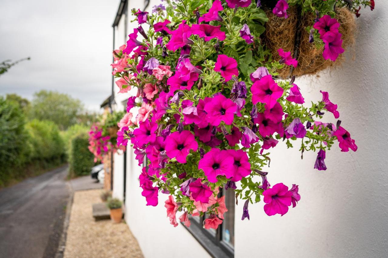 Woodview - Cosy 1840S Cottage In Chew Valley And Mendip Aonb Compton Martin Exteriér fotografie